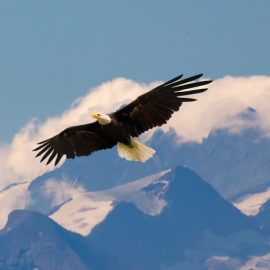 Adler Bauführer als Ersatz für Vakant / Freiberufler