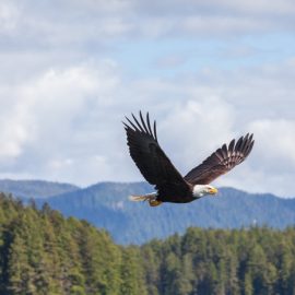 Adler Projektleiter als Ersatz für Vakant / Freiberufler